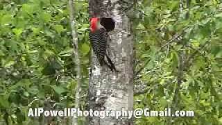 WOODPECKER CALL 21 Seconds [upl. by Guglielma]