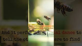 Honeybees Communicates by Dancing  didyouknow honeybee dance shorts [upl. by Esinert576]