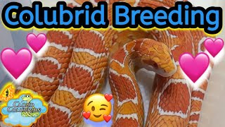 Snake Breeding 2024 Cornsnakes [upl. by Euqina206]