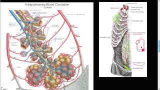 59P  Bronchial artery collateral circulation Anastomosis Cor Pulmonale SIEA Respiratory tree [upl. by Koerlin]