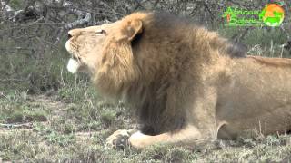 Lion Roaring  Masai Mara Game Reserve Kenya [upl. by Jamie545]