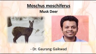 Materia Medica Series Moschus  Dr Gaurang Gaikwad [upl. by Aibonez]