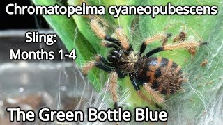 Chromatopelma cyaneopubescens sling Months 14 [upl. by Ydnys161]