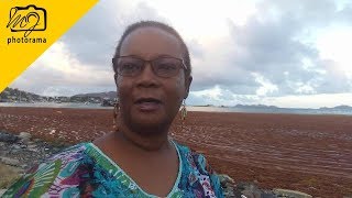 Sargassum Seaweed Build Up East End Tortola BVI 2018 [upl. by Nevuer]