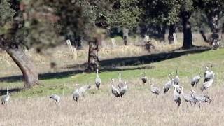 Grullas en Extremadura [upl. by Neville]