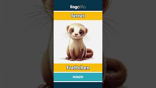 🇬🇧🇩🇪 ferret  Frettchen  vocabulary builder  learn English  Lernen wir Englisch [upl. by Jori793]