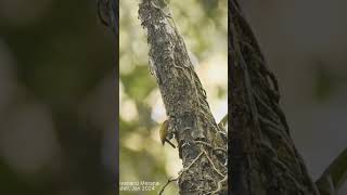 The speckled piculet Picumnus innominatusAt DANDELI JAN 2024 nature meditationmusic indianb [upl. by Mcconaghy969]