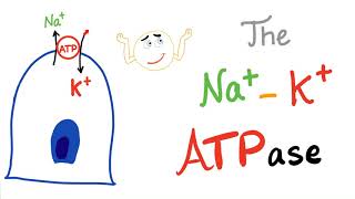 The SodiumPotassium NaK ATPase Pump  Active Transport [upl. by Zachariah]