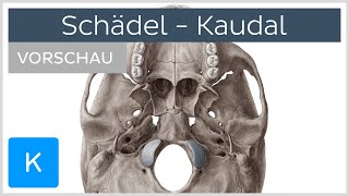 Schädelbasis Aufbau und Funktion Vorschau  Kenhub [upl. by Einimod]