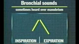 examination of the thoracic and respiratory system 5 [upl. by Winzler103]