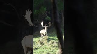 Iconic Croaking shot fallowdeernewzealandhuntingrutmeatfordinner explore nature [upl. by Knute957]