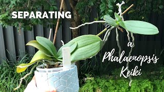 Potting up a Phalaenopsis Keiki  Separating a baby Orchid from its Mother [upl. by Oiraved773]