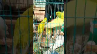 budgerigar bird price‌  Baazigar pakhi  youtubeshorts shorts [upl. by Ydniw]