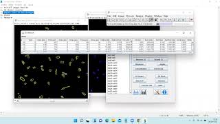 Cell Volume and morphology analysis with 3DSuite ImageJ [upl. by Iclehc]