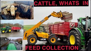 FEED COLLECTION  LOOK AT WHAT CATTLE WERE FEEDING [upl. by Manlove982]