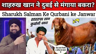 Sharukh Khan Qurbani Ka Bakra 5 Crore ka Salman Khan Qurbani Ka Bakra 10 croreSach Ya Jhut [upl. by Linskey954]