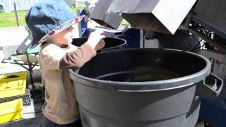 ARONIA HARVESTING AND PROCESSING [upl. by Cinda]