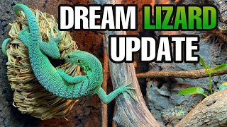 DREAM LIZARD UPDATE Green Tree Monitor growth feeding taming and more [upl. by Andriette]