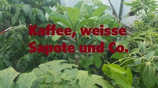 Kaffee weisse Sapote und Co [upl. by Eanwahs]