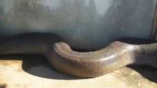 Longest 60 Foot Long Dead Snake Found in Florida [upl. by Neroled]