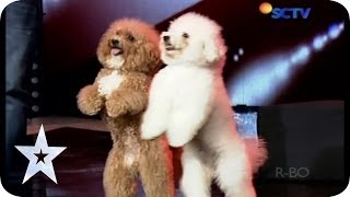 Such a Lovely Dog Acrobatic  Lovly Dog  AUDITION 5  Indonesias Got Talent [upl. by Alessandra]