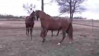 Amador Chestnut Spanish Andalusian Stallion [upl. by Emilia]