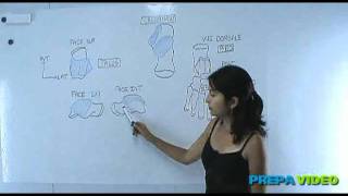 anatomie cours osteologie les os du pied [upl. by Nylirret173]