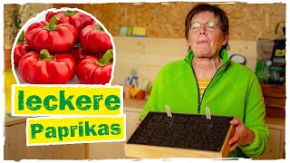 PAPRIKA VORZIEHEN So gelingt die Aussaat garantiert ✅ [upl. by Kcirdaed]