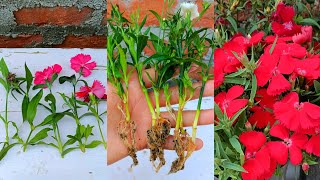 How to grow dianthus plant  dianthus propagation from cuttings  Dianthus plant care [upl. by Dimitry]