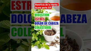 Beneficios de la Hierbabuena Propiedades Medicinales y Usos para la Salud medicina ashwagandha [upl. by Laniger]