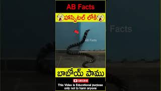 🐍అమ్మో పాము🐍 Snake entered in to hospital telugufacts snake fact shorts youtubeshorts abfacts [upl. by Piggy898]