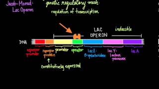 JacobMonod The Lac Operon [upl. by Anitsirhcairam88]