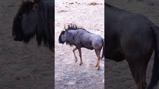 Wildebeest at Etosha National Park Namibia [upl. by Eirol]