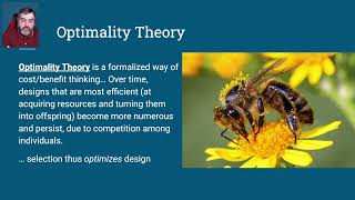 401a Optimal Foraging Theory Animal Behavior [upl. by Burns734]