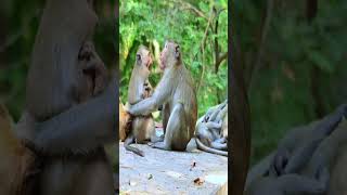 Macaque genus Macaca monkey animals primate youtubesubscribers animalsvideo animalssounds [upl. by Cappella429]