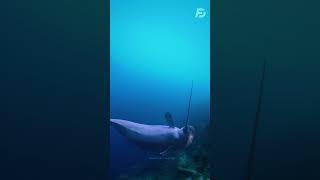 Narwhal sciencefacts shorts [upl. by Ranitta]