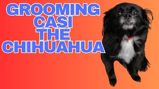 Casi the LongHaired Chihuahua Gets Groomed [upl. by Meakem]