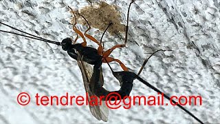 Ichneumon wasp long ovipositor in action [upl. by Obala]