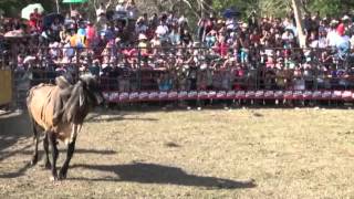 Primer Jaripeo Fiestas de La ReinaChalatenango 2012 [upl. by Yrellav]