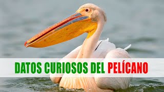 Pelícanos Pelecanus  Datos curiosos de animales [upl. by Novhaj]