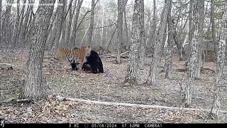 Brown bear vs huge siberian tiger Amazing size comparison [upl. by Kilbride]