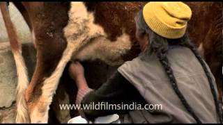 Woman milking cow in Ladakh [upl. by Nadya]