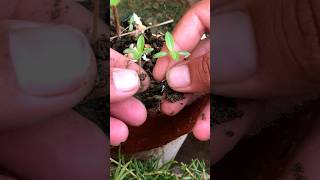 Growing periwinkle flowers from saplingsshorts youtubeshorts [upl. by Olracnaig]