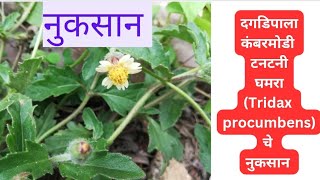 कंबरमोडीटनटनीकुटकुटीघमरा tridex procumbens चे नुकसानजखमजुडी का नुकसानदगडीपाला चे नुकसान [upl. by Ynahpets960]