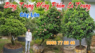 Giới thiệu amp báo giá Lô Trang hồng phấn lá trung  0966778846 nhà vườn Mạnh Tuấn 1582023 [upl. by Resee]