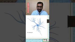 What are astrocytes nursingcompetition humanbody nervoussystem [upl. by Roi]