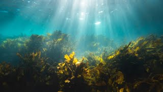 The seaweedpowered packaging revolution  The Royal Society [upl. by Fifi]