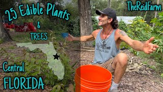 HERE’S THE FOOD SubTropical Florida Food Forest Harvesting [upl. by Ahsemal504]