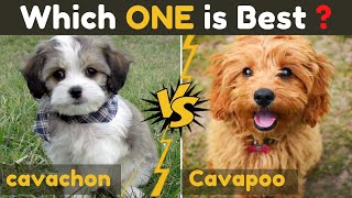 Cavachon vs Cavapoo cavoodle  Comparison Between Two cavalier king charles spaniel Dog Mix [upl. by Adnael]