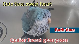 Quaker Parrot  bath time [upl. by Marlowe]